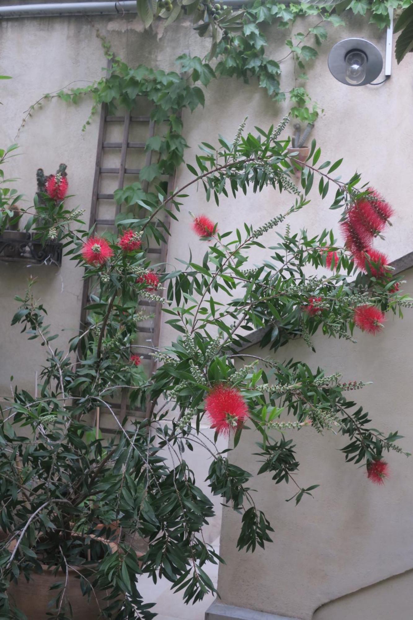 Tombe La Nefle Bed & Breakfast Avignon Eksteriør bilde